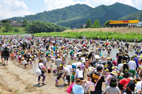 鮎のつかみ取り大会