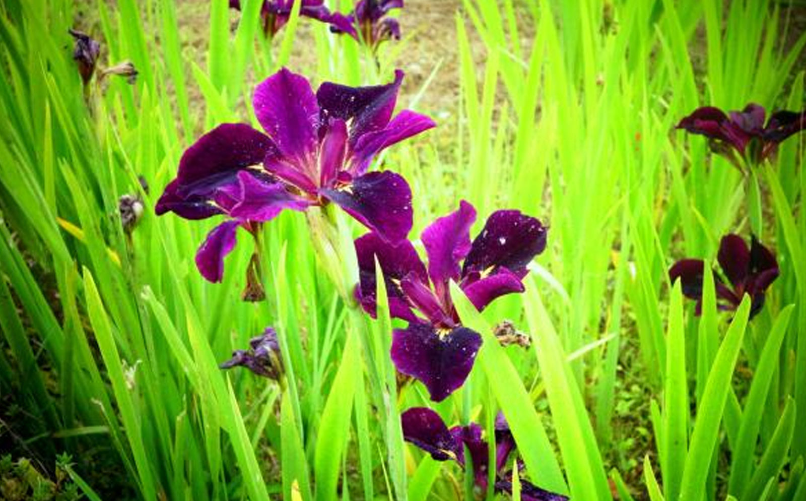 花菖蒲（芦野倉地区）