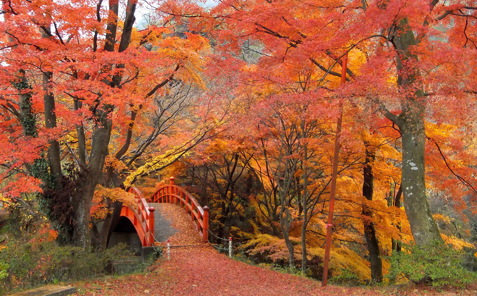 紅葉（矢祭山公園）