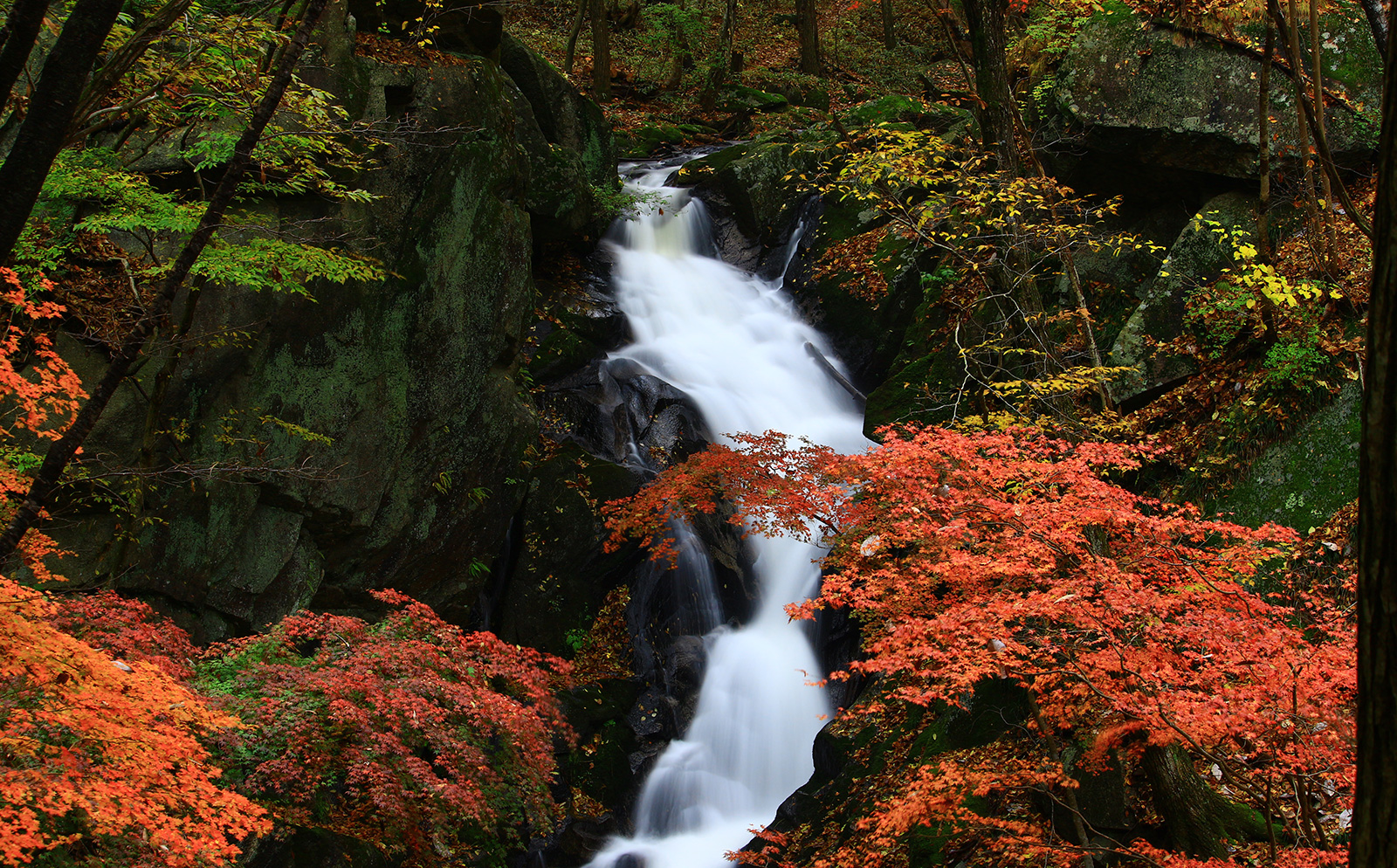 紅葉（滝川渓谷）
