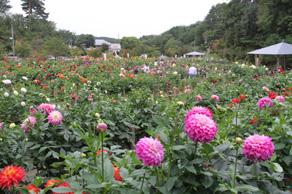 ダリア園