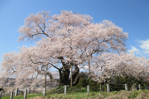 戸津辺の桜戸津辺