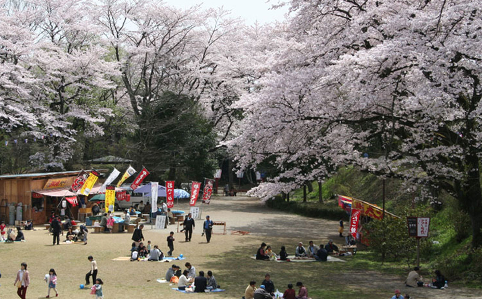 桜（龍城公園）