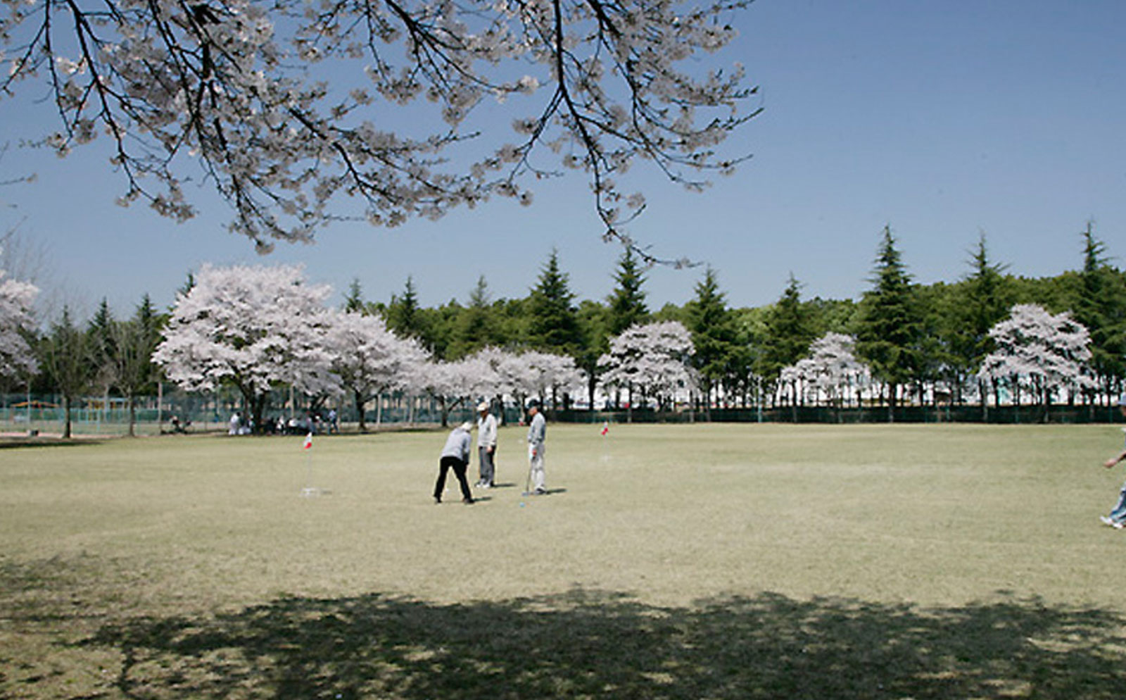 桜（野崎工業団地）