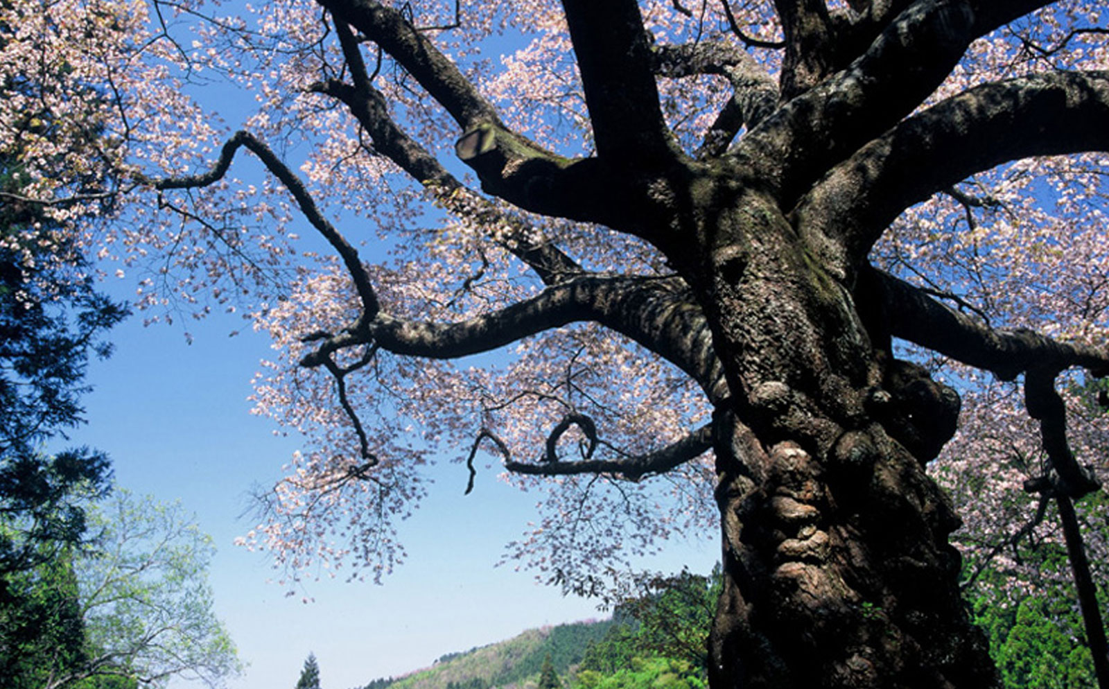 桜（磯上のヤマザクラ）