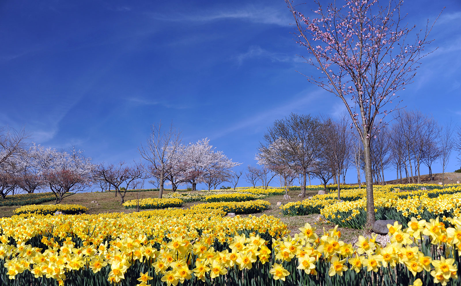 スイセン（黒磯地区 東那須野公園）