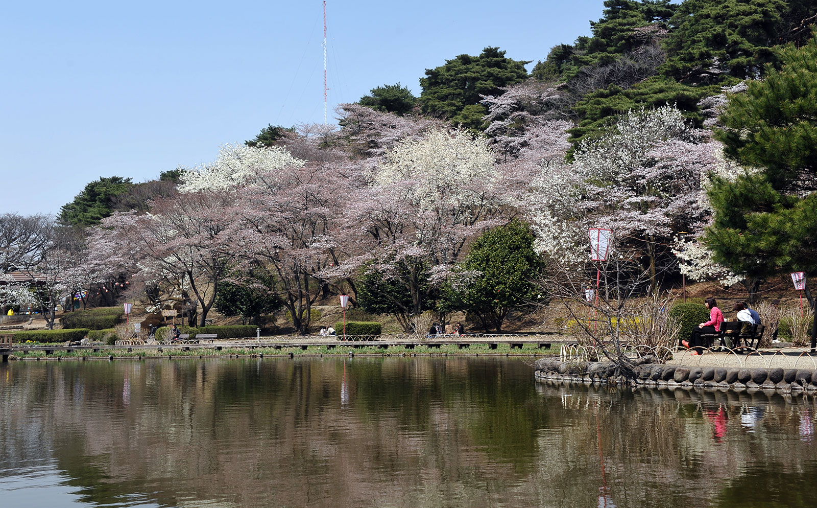 桜（烏ヶ森公園）