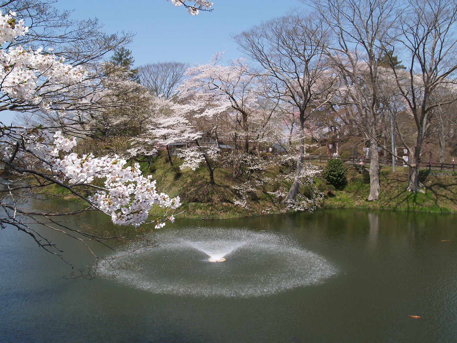 桜（棚倉城跡）