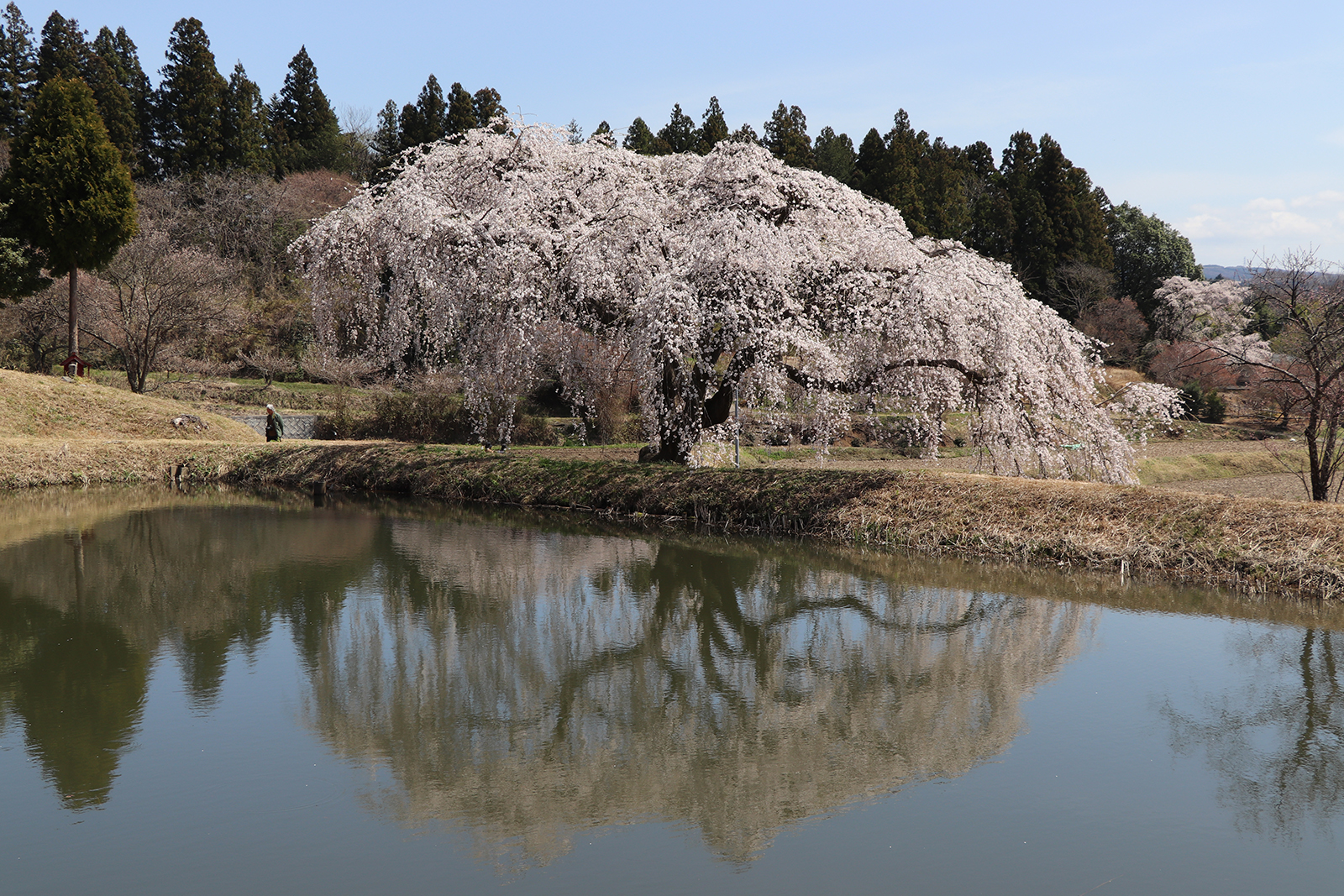 しだれ桜（花園）