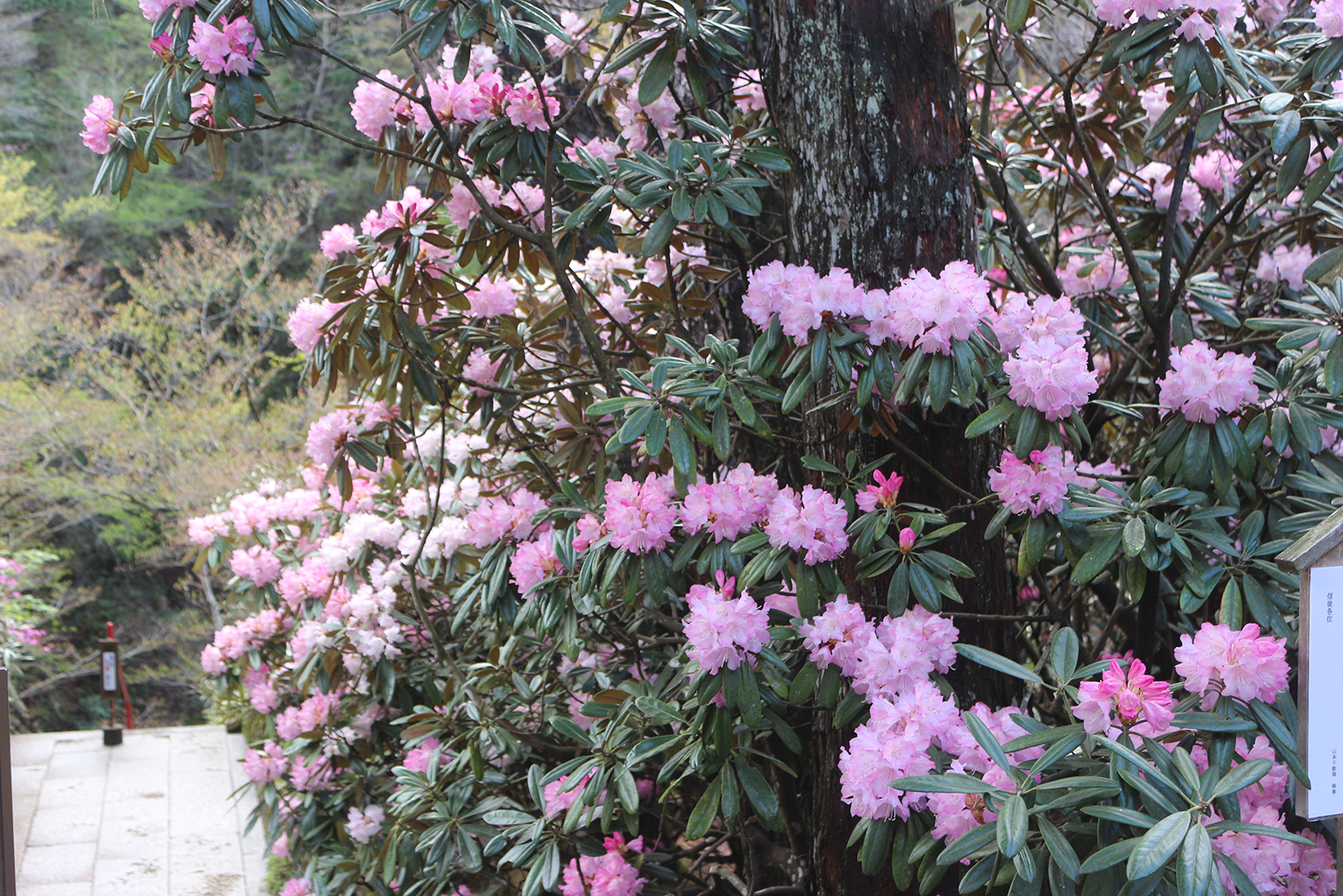 シャクナゲ（山本不動尊）