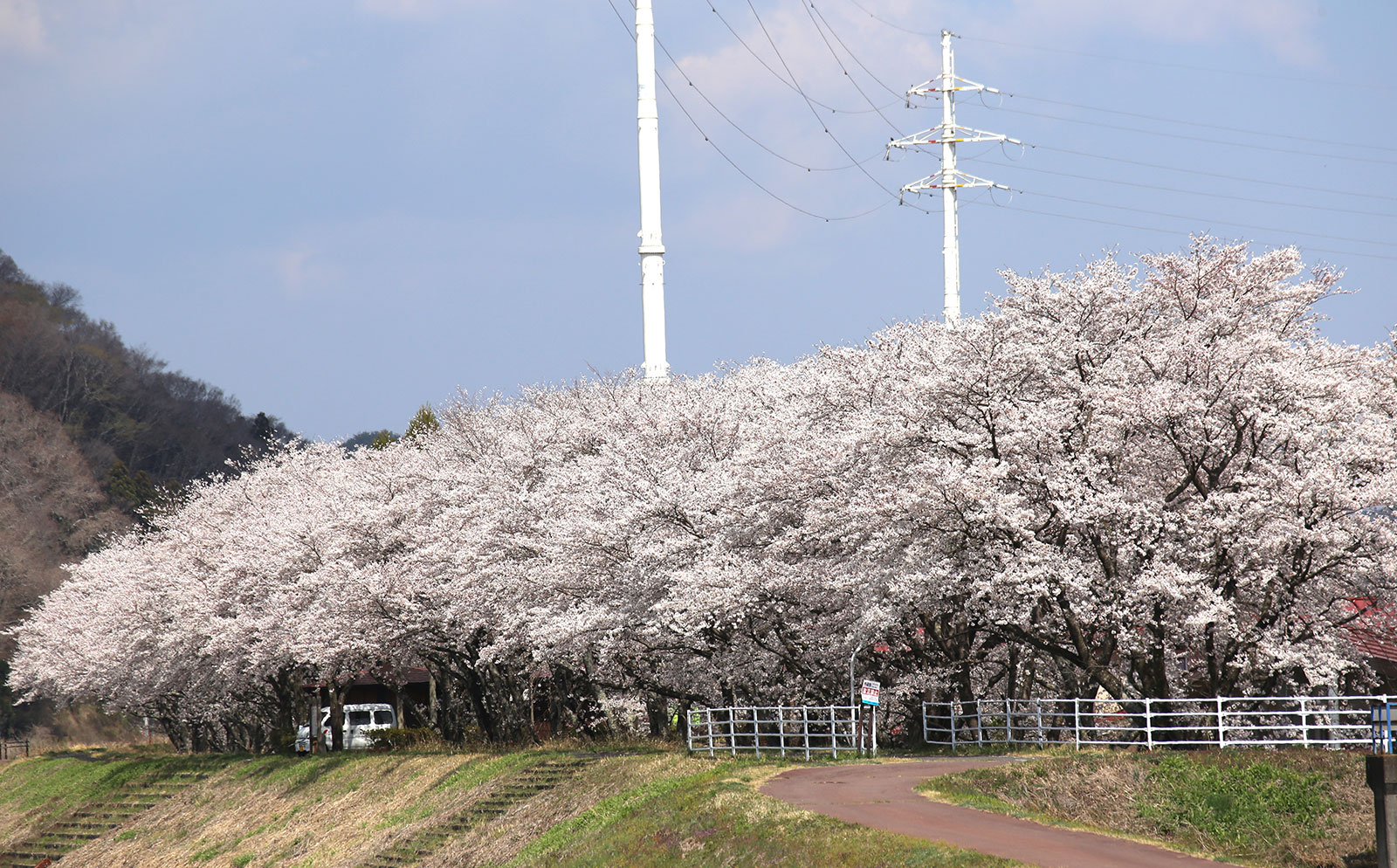 桜（久慈川サイクリングロード）