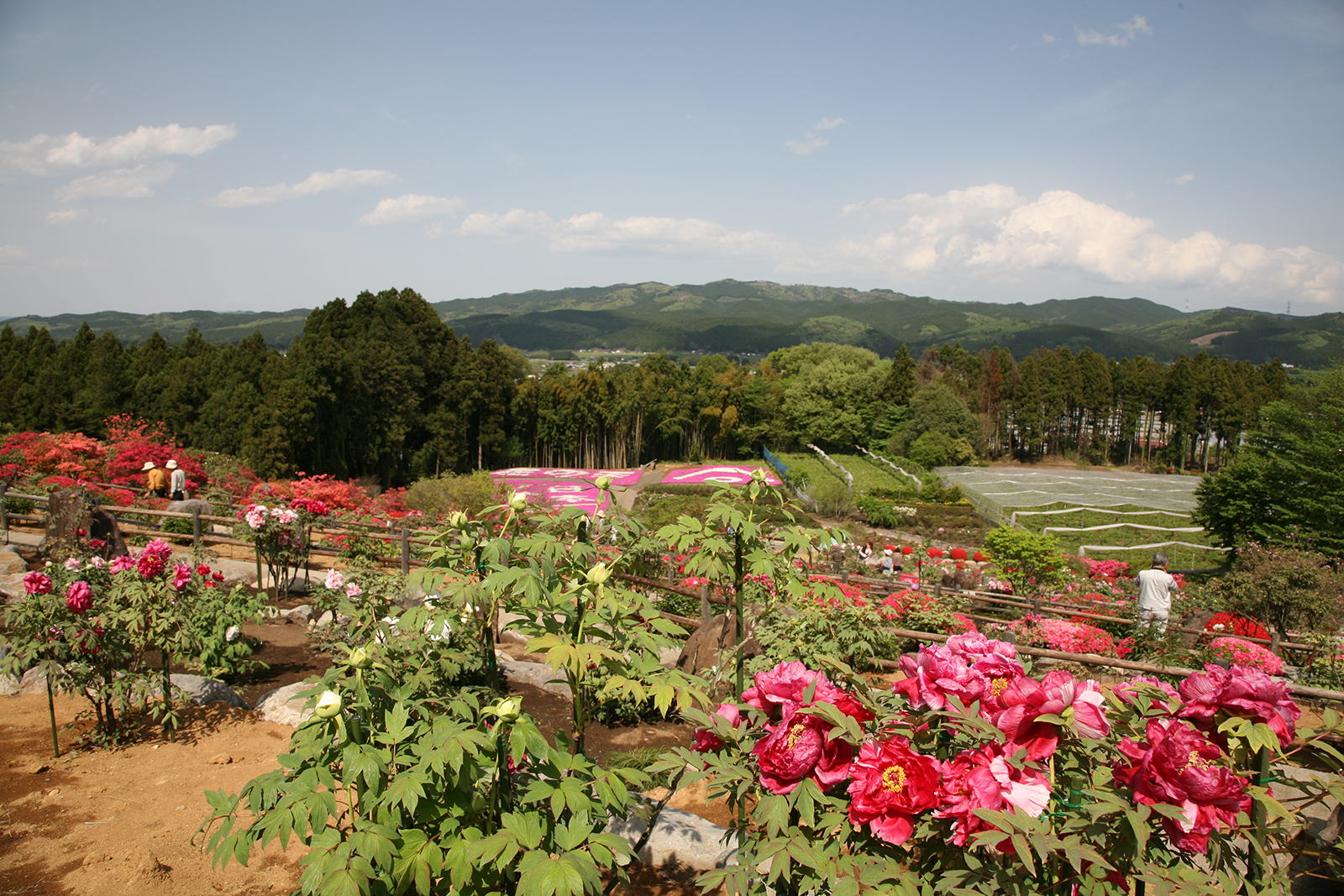 ボタン（富士ぼたん園）