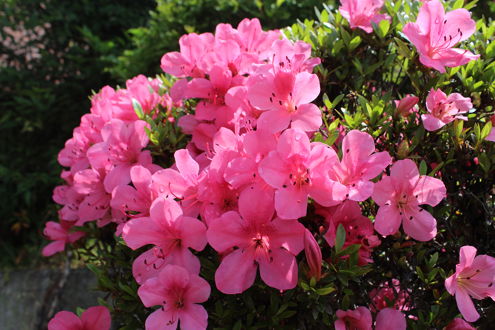 ツツジ（棚倉城跡）