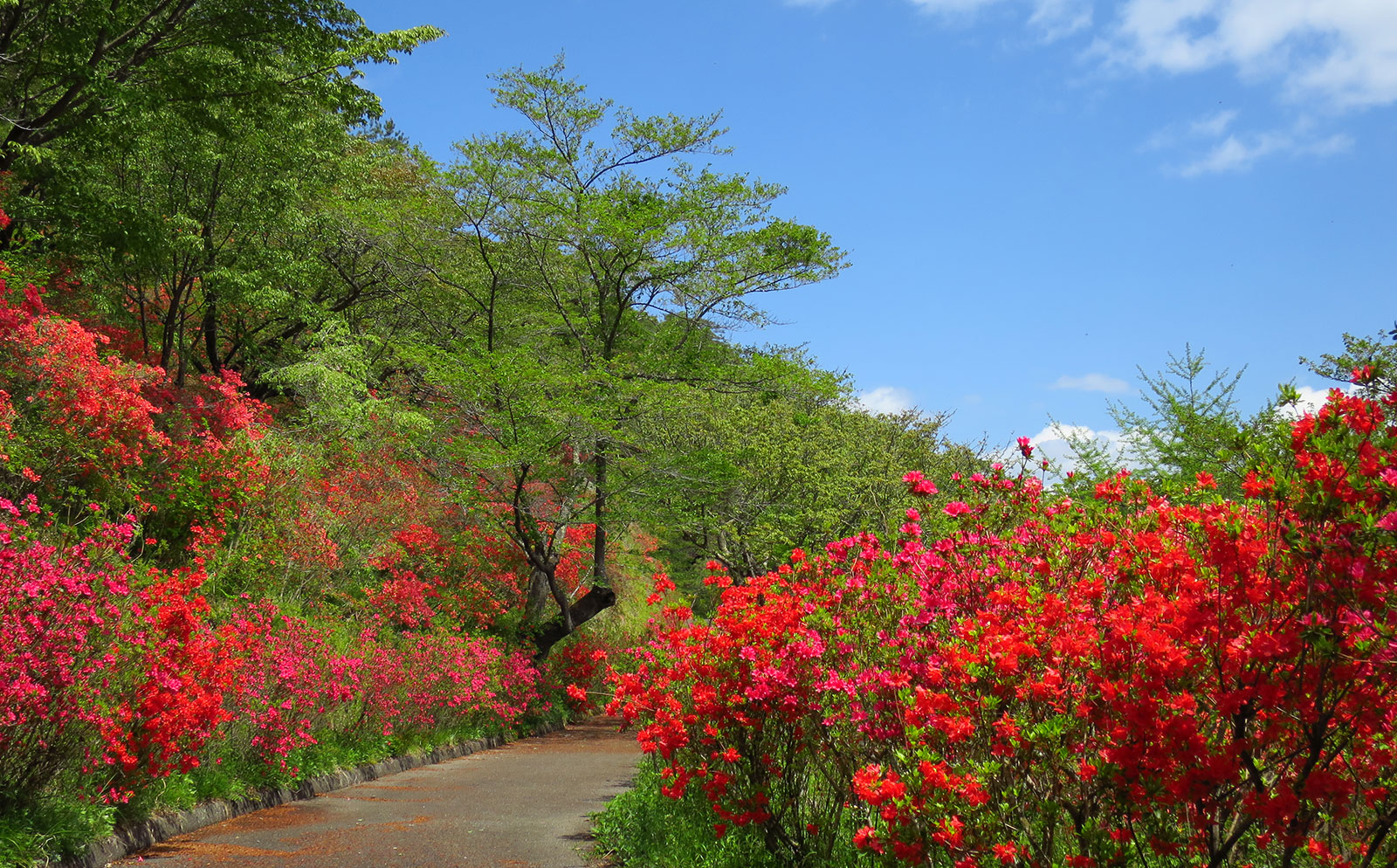 矢祭山花まつり