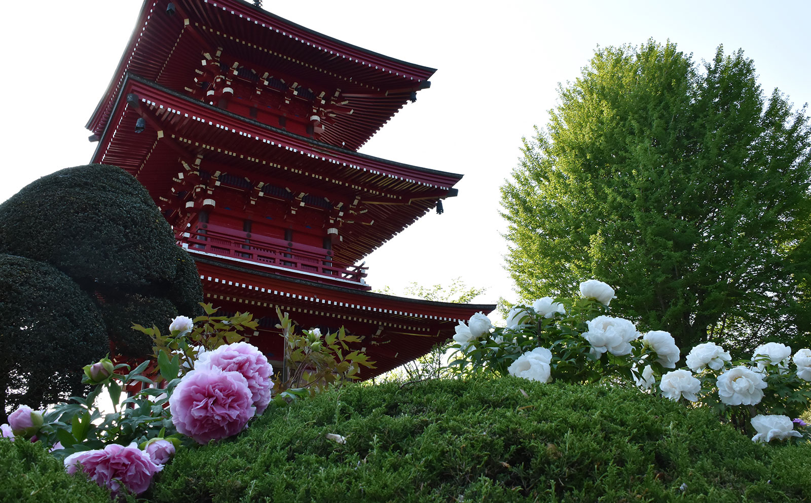 長泉寺牡丹の花