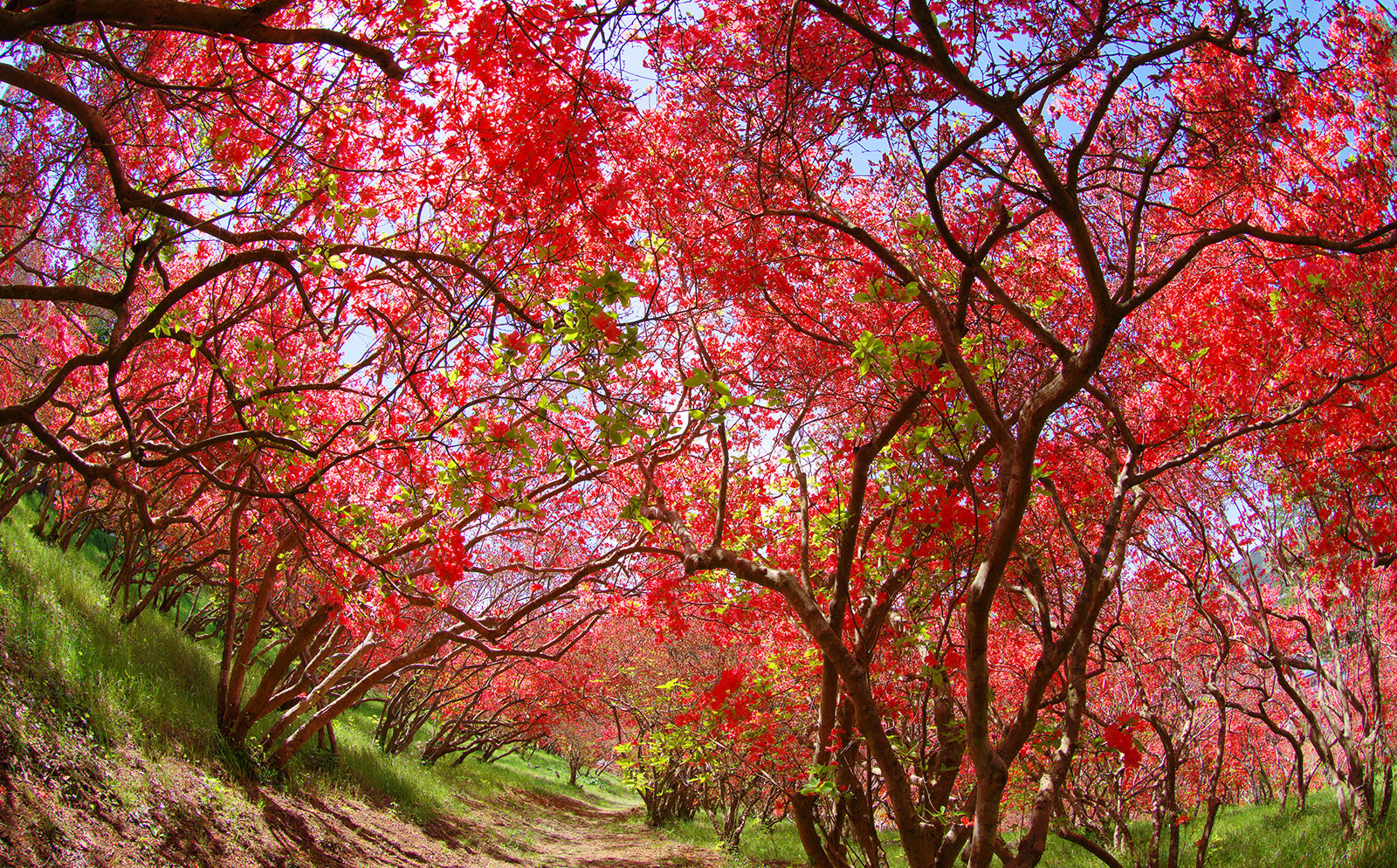 はなわのつつじまつり