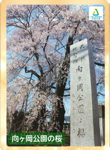塙町　向ヶ岡公園の桜
